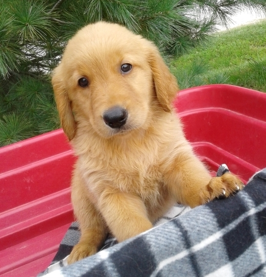 comprar cachorros sanos, baratos y asequibles para la venta